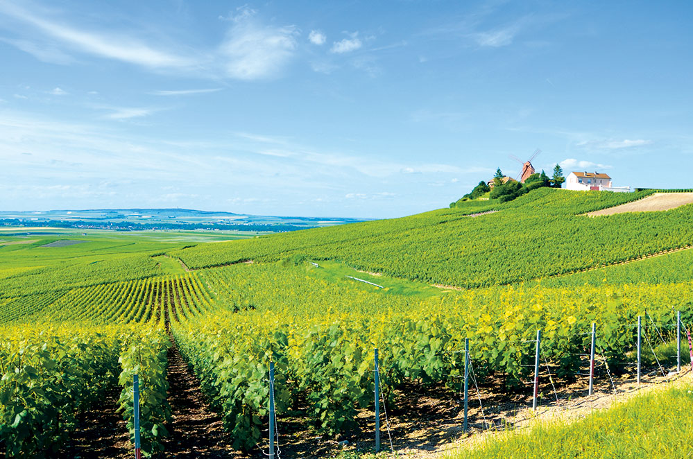 Organic grapes in Champagne’s Côte des Blanc